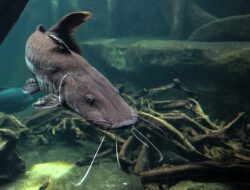Arti Mimpi Melihat Ikan Lele Lengkap dan Menurut Primbon Arti Mimpi Melihat Ikan Lele Lengkap dan Menurut Primbon