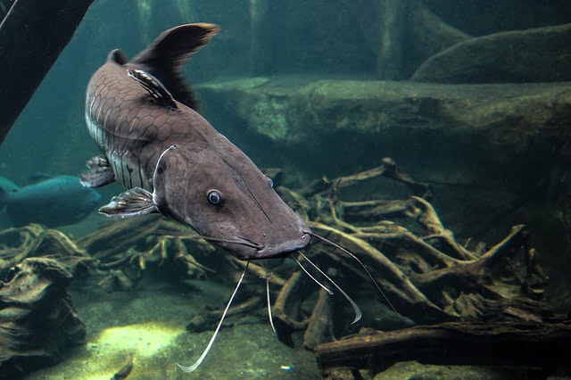 Arti Mimpi Melihat Ikan Lele Lengkap Dan Menurut Primbon