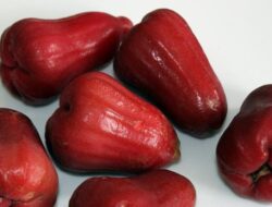 Arti Mimpi Makan Buah Jambu Air Islam dan Primbon Arti Mimpi Makan Buah Jambu Air Islam dan Primbon