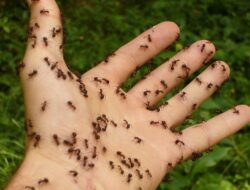 9 Makna Mimpi Dikerubungi dan Dikerumuni Semut Serangga 9 Makna Mimpi Dikerubungi dan Dikerumuni Semut Serangga