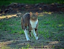 7 Arti Mimpi Dikejar Kucing Banyak Menurut Primbon dan Islam 7 Arti Mimpi Dikejar Kucing Banyak Menurut Primbon dan Islam