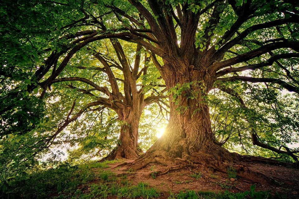 Daftar Pohon Yang Disukai Hantu Makhluk Halus