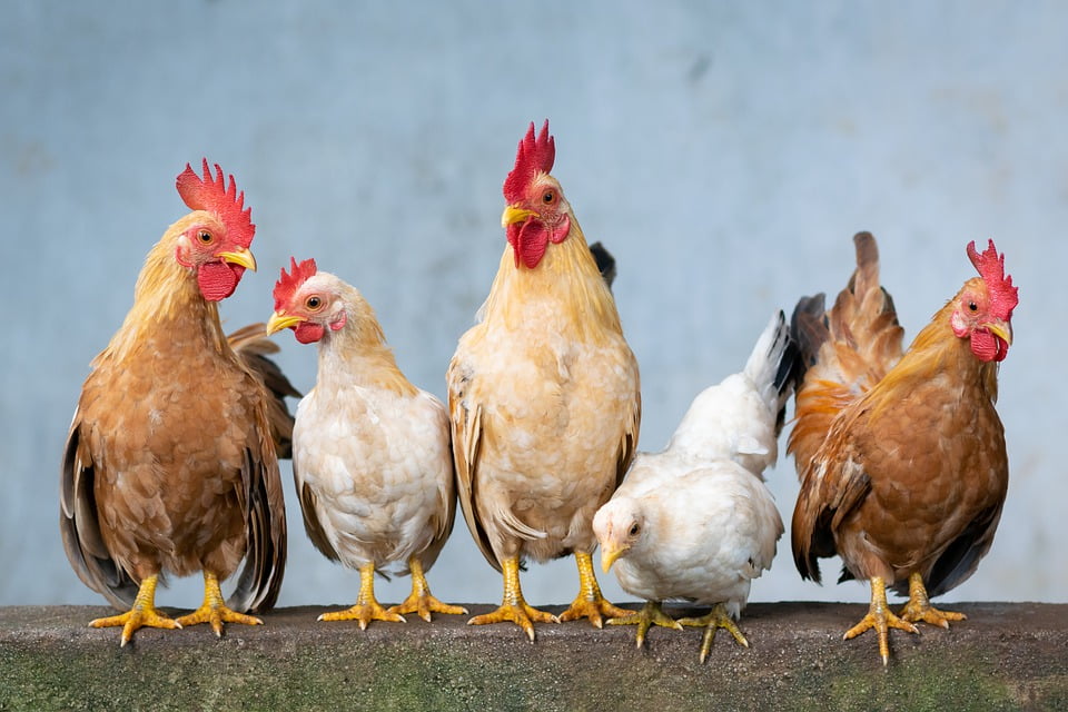Cara Bisnis Dan Peluang Perdagangan Ternak Ayam Di Desa