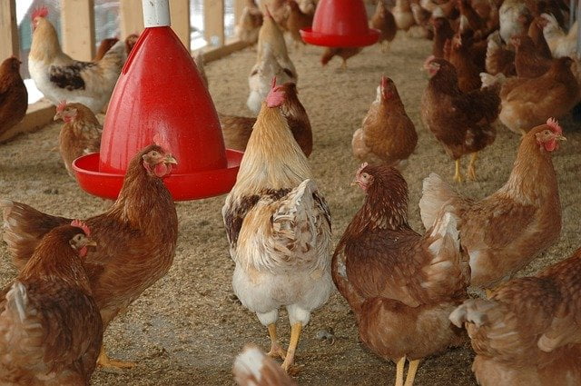 5+ Peluang Usaha Peternakan Ayam Petelur Untuk Pemula