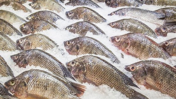 Risiko Beternak Budidaya Ikan Nila Yang Harus Anda Siapkan