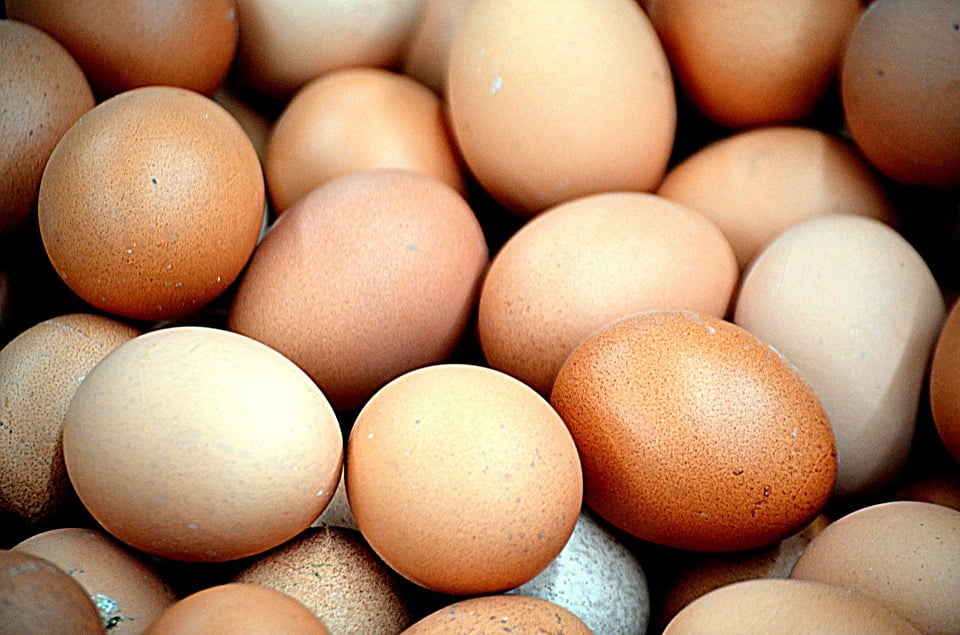 6 Cara Mudah Memulai Bisnis Ayam Petelur