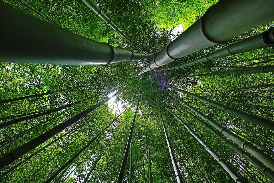 Arti Mimpi Pohon Bambu ; Melihat, Membakar, Menanam Dan Memotong