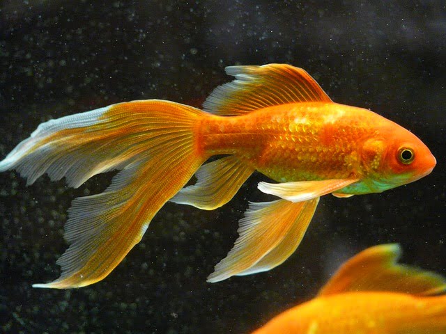 Arti Mimpi Diberi Ikan Koi Hias Kecil Jelek Mentah Dan Hidup