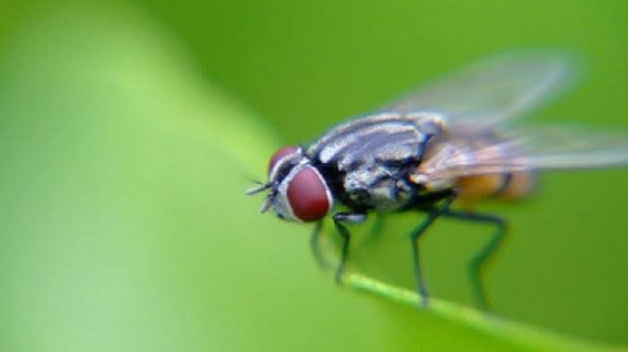 Arti Mimpi Melihat Lalat, Membunuh, Mengusir Di Makanan