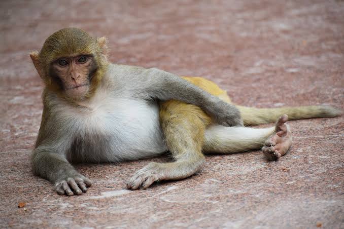 Tafsir Mimpi Memelihara Monyet Besar Dan Kecil Di Rumah Menurut Primbon
