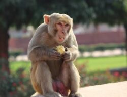 Arti Mimpi Merawat Monyet Besar dan Kecil Dirumah Menurut Primbon