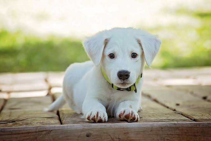 5+ Arti Mimpi Melihat Anjing Hitam Putih Dan Mati Menurut Primbon Jawa