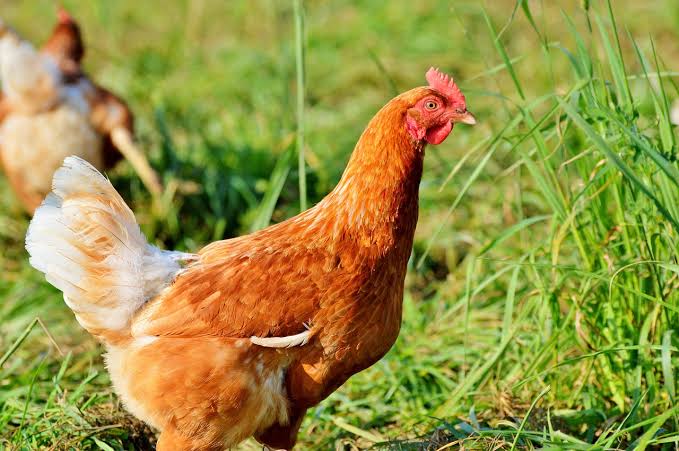 9 Arti Mimpi Binatang Unggas Ayam, Pertanda Baik Dan Buruk