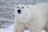 Mitos Beruang Kutub Pemangsa Terkuat Dan Bijaksana Yang Melegenda