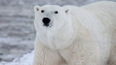 Mitos Beruang Kutub Pemangsa Terkuat Dan Bijaksana Yang Melegenda