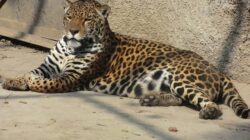 Mitos Hewan Jaguar Yang Perlu Anda Ketahui