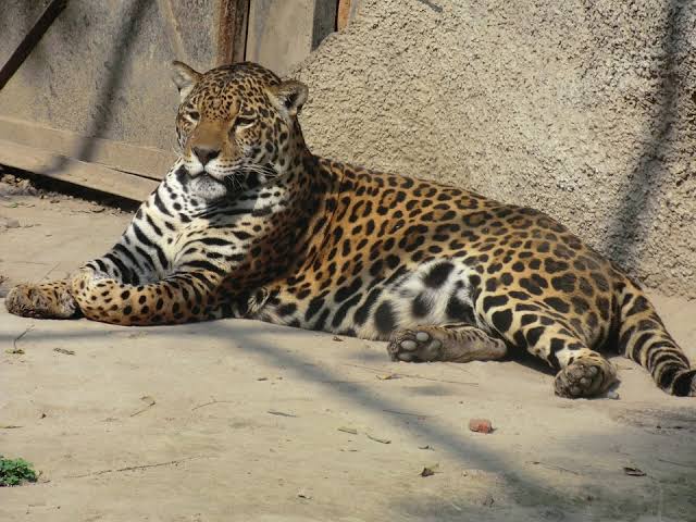 Mitos Hewan Jaguar Yang Perlu Anda Ketahui