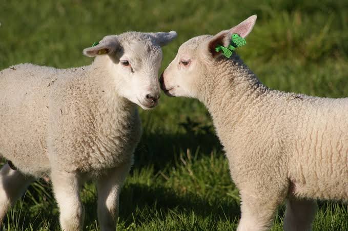 5 Arti Mimpi Melihat Domba Kecil, Menyembelih, Memberi Dan Makan Domba