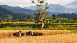 10 Provinsi Lumbung Padi Terbesar Di Indonesia