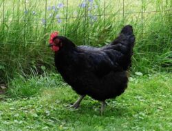2 Arti Mimpi Melihat Ayam Merah Dan Hitam Pertanda Baik Dan Buruk