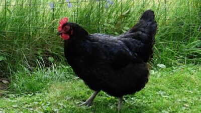 2 Arti Mimpi Melihat Ayam Merah Dan Hitam Pertanda Baik Dan Buruk