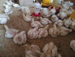 Arti Mimpi Dikelilingi Ayam Banyak Dan Mati Serta Mimpi Menangkap Ayam
