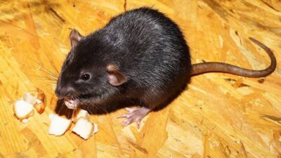 Arti Mimpi Melihat Tikus Menurut Islam Pertanda Rejeki atau Buruk