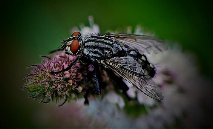 Arti Mimpi Melihat Lalat Besar, Terbang Di Tubuh Dan Mulut Pertanda Sebuah Hal