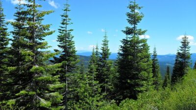 Arti Mimpi Memotong Pohon Pinus Konon Tentang Optimis