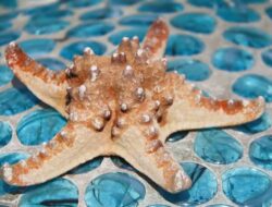 Arti Mimpi Bintang Laut Besar Raksasa Dan Kecil Katanya Pertanda Keajaiban