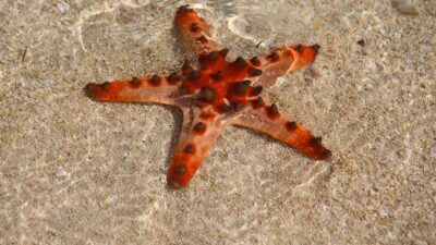 Arti Mimpi Mengumpulkan Bintang Laut Adalah Pertanda Baik