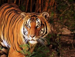 Arti Mimpi Harimau Besar Di Sangkar Mendekati Kita