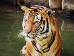 Arti Mimpi Harimau Menyerang Dan Harimau Mendekati Kita
