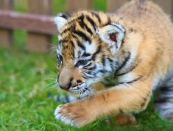 Arti Mimpi Melihat Anak Harimau Tanda Pribadi Kuat
