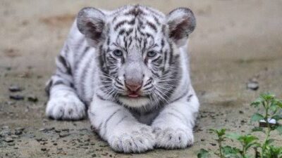 Arti Mimpi Melihat Harimau Putih Jinak Konon Bertanda Baik