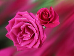 Arti Mimpi Menanam Bunga Lili, Anggrek, Mawar Banyak Dibelakang Rumah
