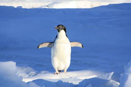 Arti Mimpi Penguin Konon Terkait Adaptasi, Frustasi Dan Tanggung Jawab