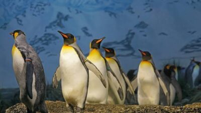 Arti Mimpi Penguin Raksasa Di Pantai Berenang Mengejar Kita