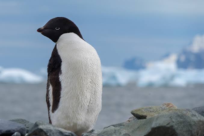 Makna Bermimpi Pinguin Mati Di Salju Membeku Dan Terbang