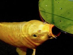 Arti Mimpi Makan Ikan Emas Bersisik Yang Wajib Diketahui