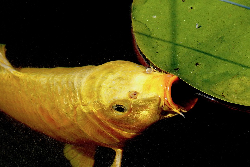 Arti Mimpi Makan Ikan Emas Bersisik Yang Wajib Diketahui