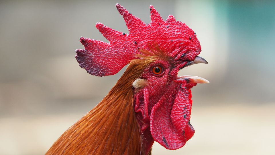 Arti Mimpi Mendengarkan Suara Ayam Jantan Menurut Primbon Nusantara
