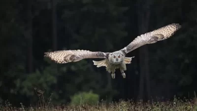 Arti Mimpi Mendengarkan Suara Burung Hantu Menurut Primbon Jawa