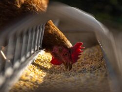 Mimpi Mendengarkan Suara Ayam Betina Menurut Primbon Bali