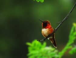 4 Mimpi Mendengarkan Suara Burung Menurut Primbon Nusantara