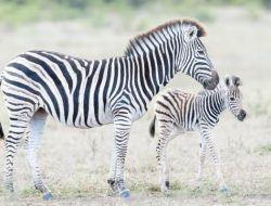 Arti Mimpi Melihat Zebra Berlari Mengejar Kita Menurut Primbon, Islam Dan Psikolog