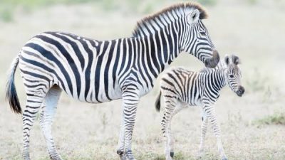 Arti Mimpi Melihat Zebra Berlari Mengejar Kita Menurut Primbon, Islam Dan Psikolog
