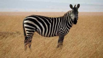 Begini Penjelasan Arti Mimpi Melihat Zebra Raksasa Dan Kecil