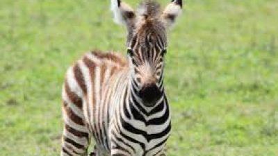 Arti Mimpi Punya Peliharaan Zebra Banyak Atau Sedikit