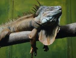 Arti Mimpi Bermain Dengan Iguana Dirumah, Halaman Dan Kebun